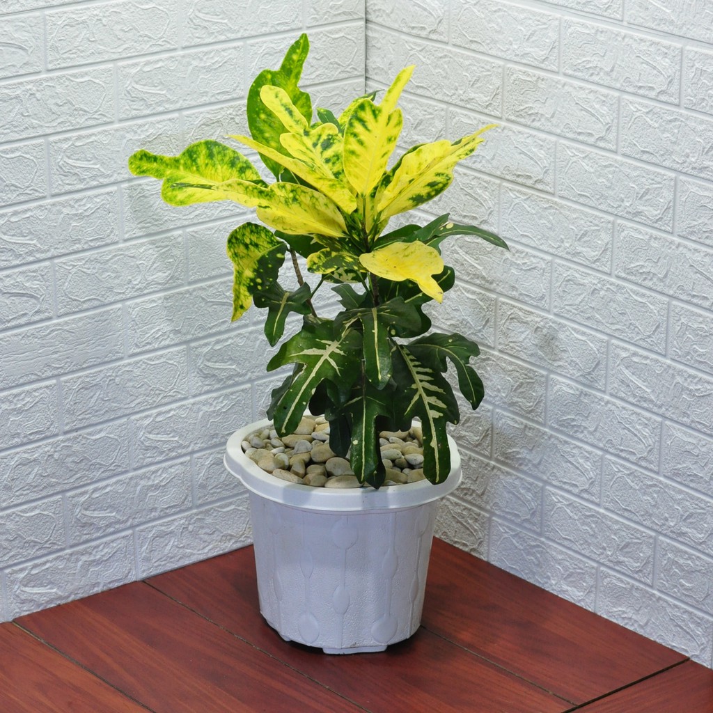 Jual Tanaman Puring Jet / Codiaeum Variegatum (Kuning) | Shopee Indonesia
