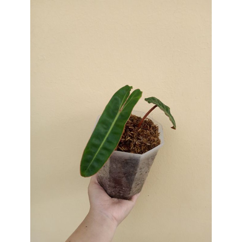 Jual Philodendron billietiae | Shopee Indonesia