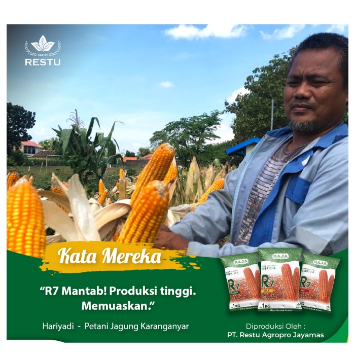 Jual R7 benih jagung hibrida 1kg Raja | Shopee Indonesia