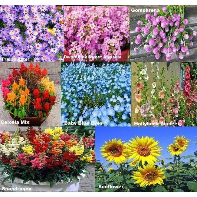 Jual Paket Hemat Benih Bunga isi 8 Jenis Bunga Stunning Flower Exotic ...