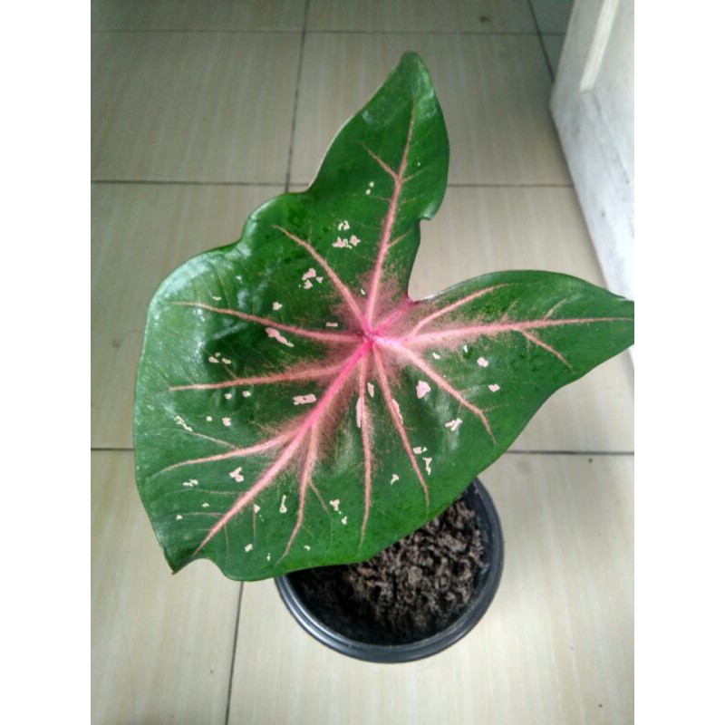 Jual caladium lokal | Shopee Indonesia