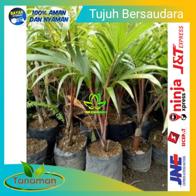 Jual Buah Palem Terlengkap & Harga Terbaru Mei 2026 | Shopee Indonesia