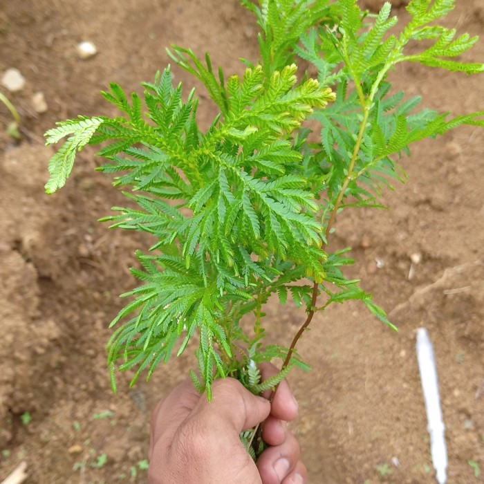 Jual 3 pohon Daun Cakar ayam bibit tanaman obat dan hias daun rane ...