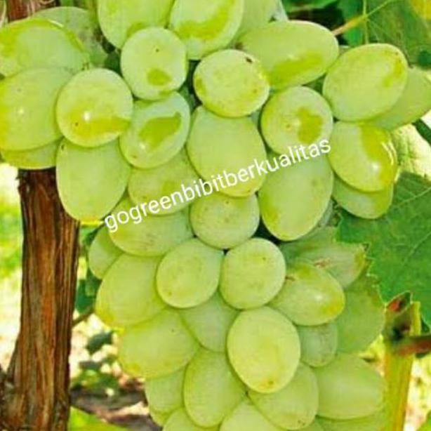 Terbaik! Bibit Tanaman Buah Anggur Green Jumbo Tanpa Biji Jual!