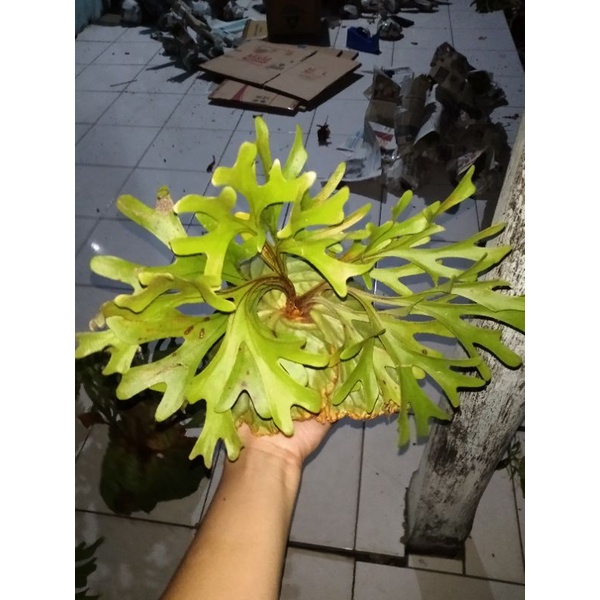 Jual simbar menjangan size S(2plant) | Shopee Indonesia