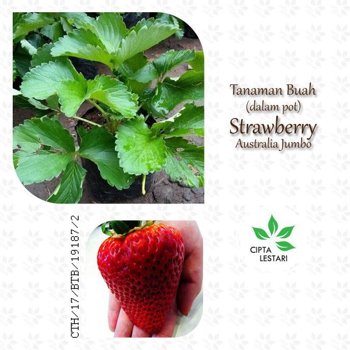 Jual Tanaman Buah Strawberry Australia Jumbo Bibit Pohon Strawbery ...