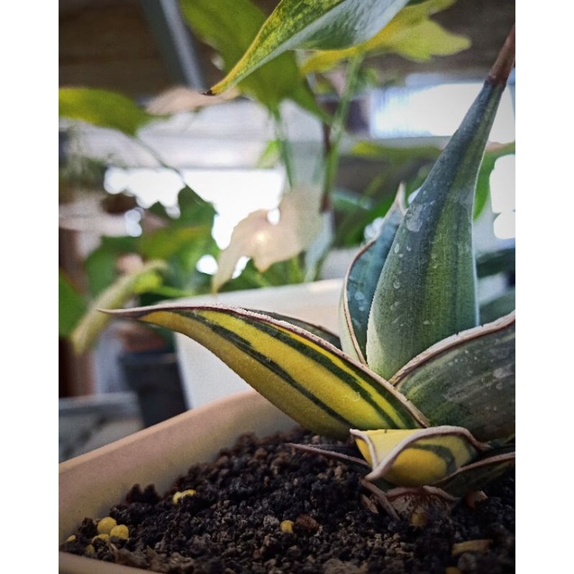 Jual sansevieria pinguicula variegata | Shopee Indonesia