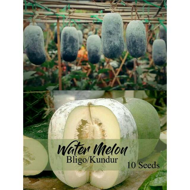 Jual Benih Biji Labu Bedak Winter Melon Bligo Kundur Shopee Indonesia 