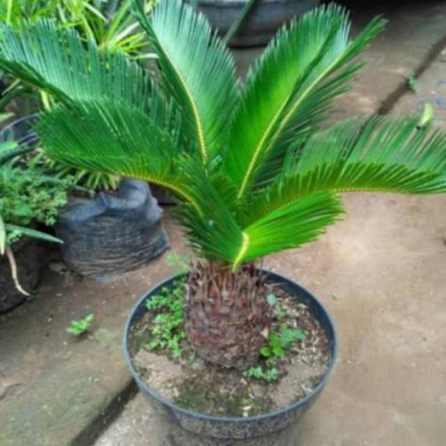 Jual Pohon Tanaman Hias Palm Sikas Shopee Indonesia