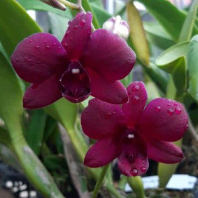 Jual bibitt Anggrek Dendrobium Bermis Ruby Dewasa Siap Bunga, Spike dan ...
