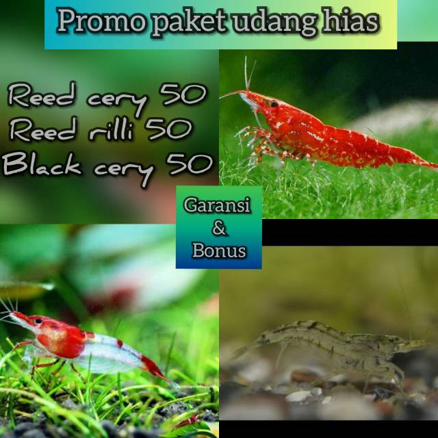 Jual Paket Pemula Udang Hias Super Murah Shopee Indonesia