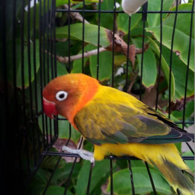 Jual Burung Lovebird Biola Ewing Gold Biola Euwing Shopee Indonesia