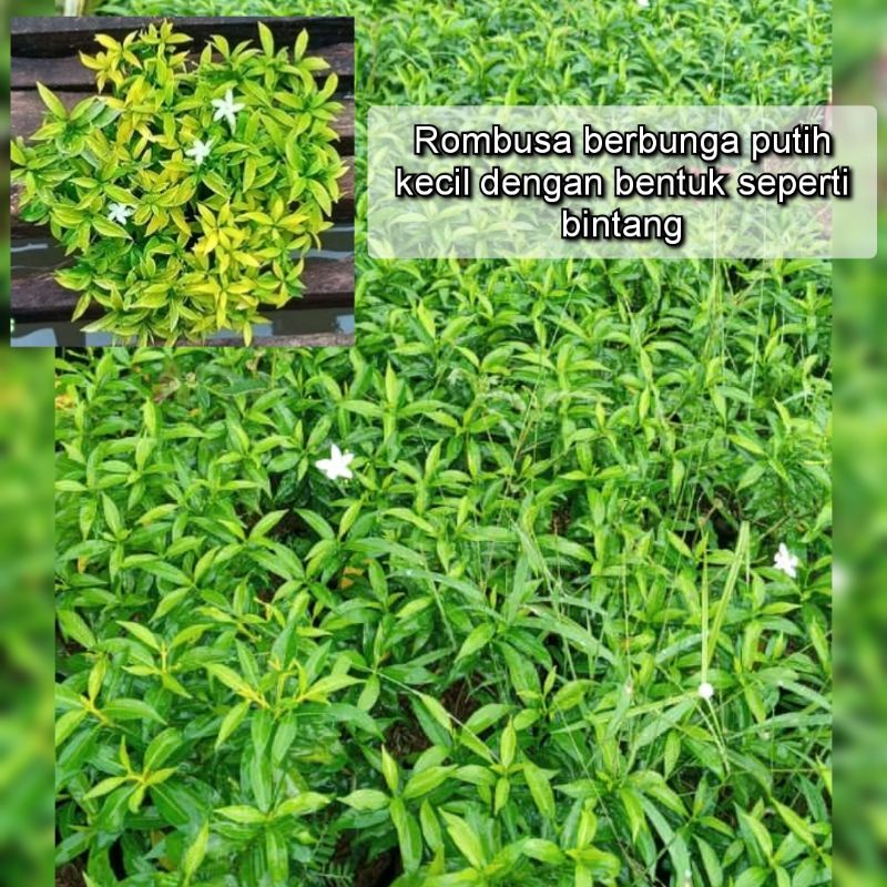 Jual Tanaman Hias Taman Bunga Rombusa Mini Hijau, Kuning & Silver ...