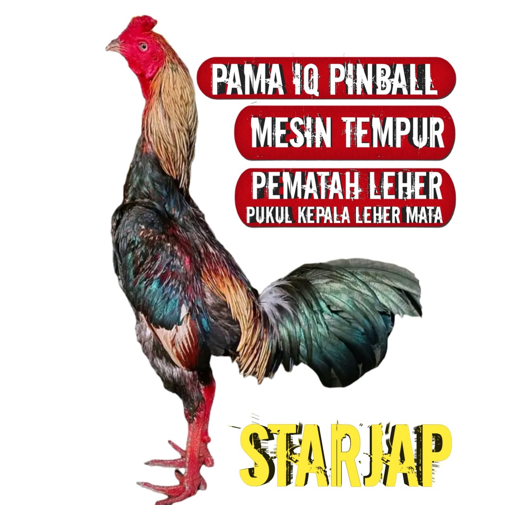 Jual Ayam Bangkok Asli Pama Impor Thailand Super Jalu Pakhoy Brutal Mangon Ori Birma Aduan Telur