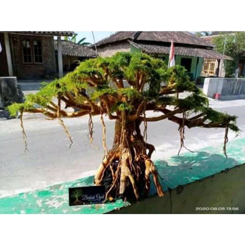 Jual BONSAI BERINGIN AQUASCAPE MURAH Shopee Indonesia