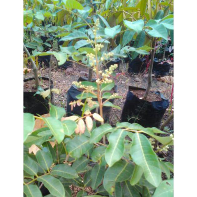 Jual bibit kelengkeng matalada ! kondisi sedang berbuah ! bibit ...