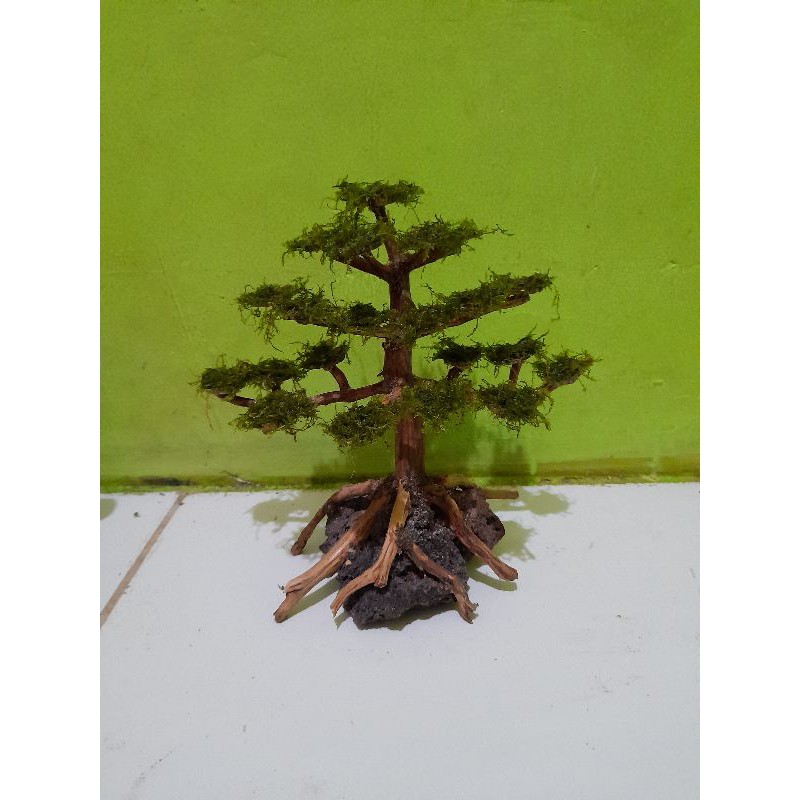 Jual bonsai aquascape beringin + mos Shopee Indonesia