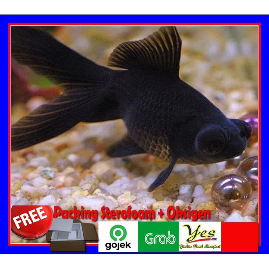 Ikan koki best sale black moor