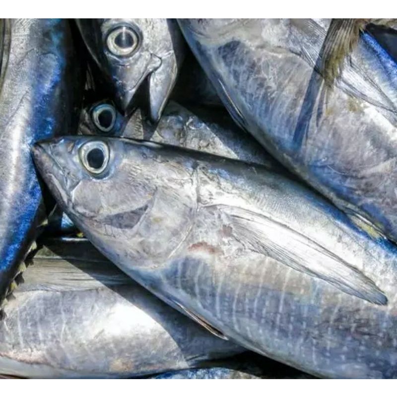 Jual Ikan Baby Tuna Segar Ikan Tongkol Abu Abu Segar Fresh Bergaransi Shopee Indonesia