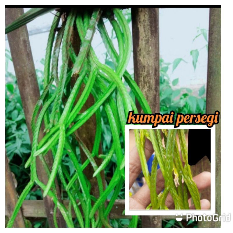 Jual Tanaman kumpai persegi langka siap tanam | Shopee Indonesia