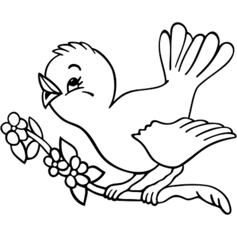 Jual Kertas Gambar Sketsa Hewan Burung Untuk Mewarnai Anak TK | Shopee