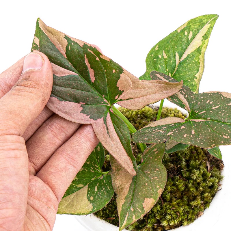 Jual Syngonium pink splash/ bunga syngonium pink splash/ tanaman hias