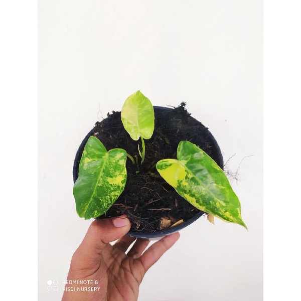 Jual Philodendron Burlemax Variegata Shopee Indonesia