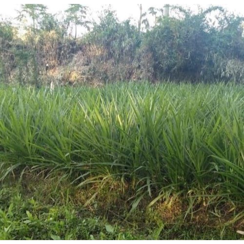 Jual Benih Bibit Rumput Odot Pakan Ternak Sapi Kambing | Shopee Indonesia