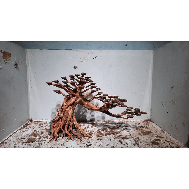 Jual bonsai aquascape i20 Shopee Indonesia