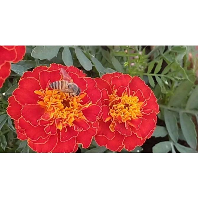 Jual Marigold Brocade Red 50 Benih/Pack | Shopee Indonesia