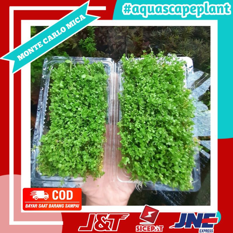 Jual Tanaman Aquascape Monte Carlo Porsi Mica Shopee Indonesia