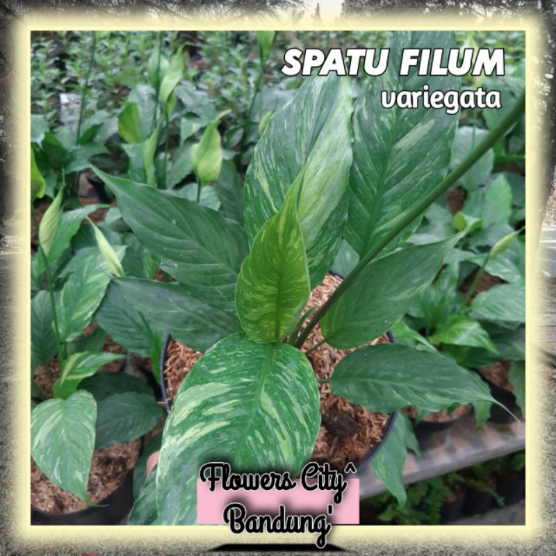 Jual Tanaman Hias Spatu Filum Variegata Bintik Hijau Daun Lebar Lily