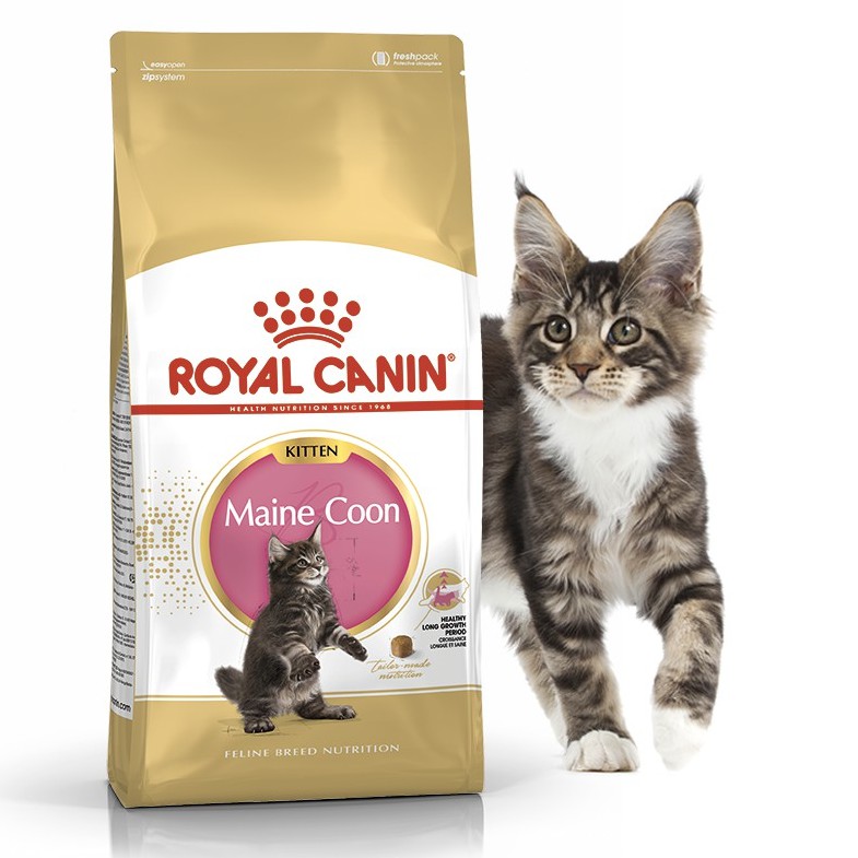 Royal canin maine clearance coon