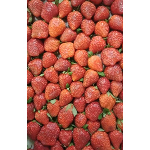 Jual STRAWBERRY SUPER - 250 GR | Shopee Indonesia