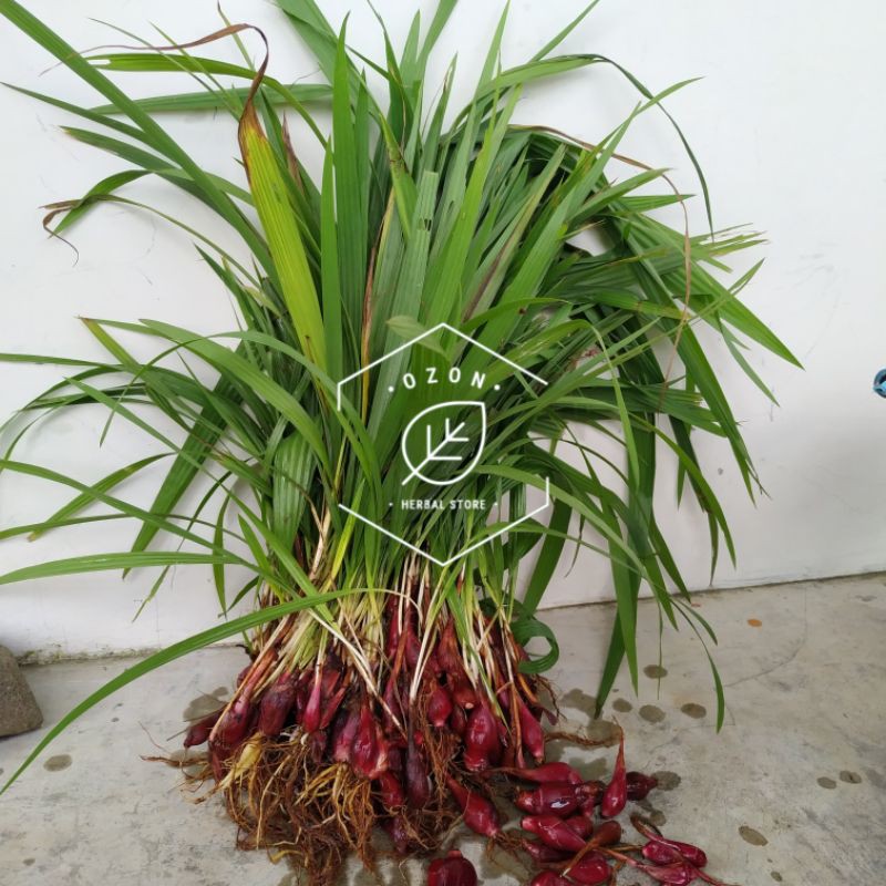 Jual Bawang Dayak atau Sabrang Segar Kemasan 250gr | Shopee Indonesia