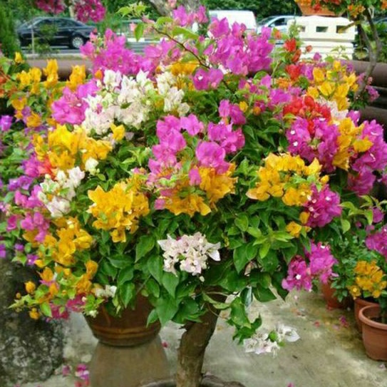 ( Mp 2 ) Bougenville 3 warna tanaman hias bougenville 3 warna dalam satu pohon