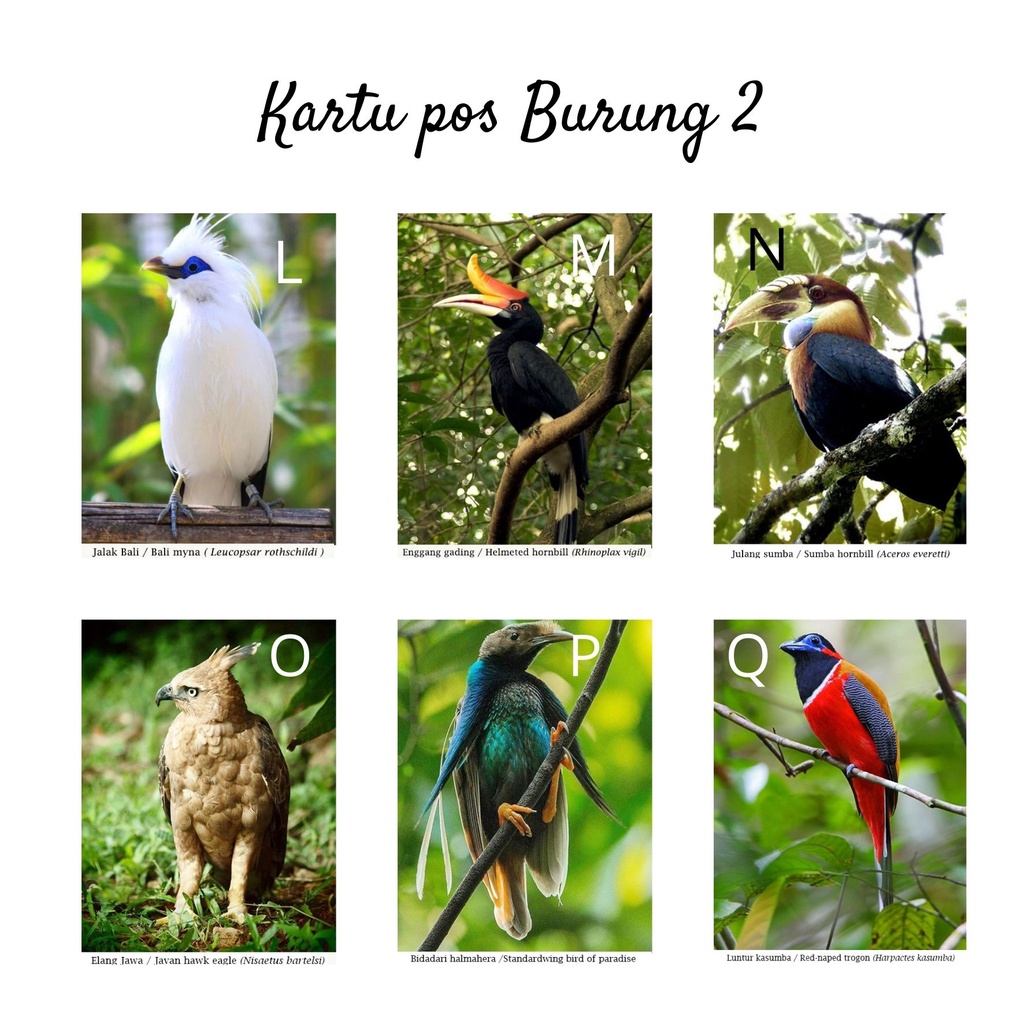 Jual MC- Kartu pos kartupos Burung / Bird Postcard | Shopee Indonesia