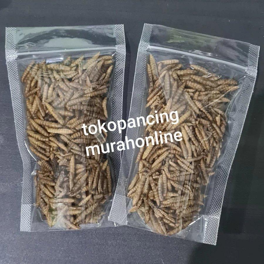 Jual Maggot Blitar