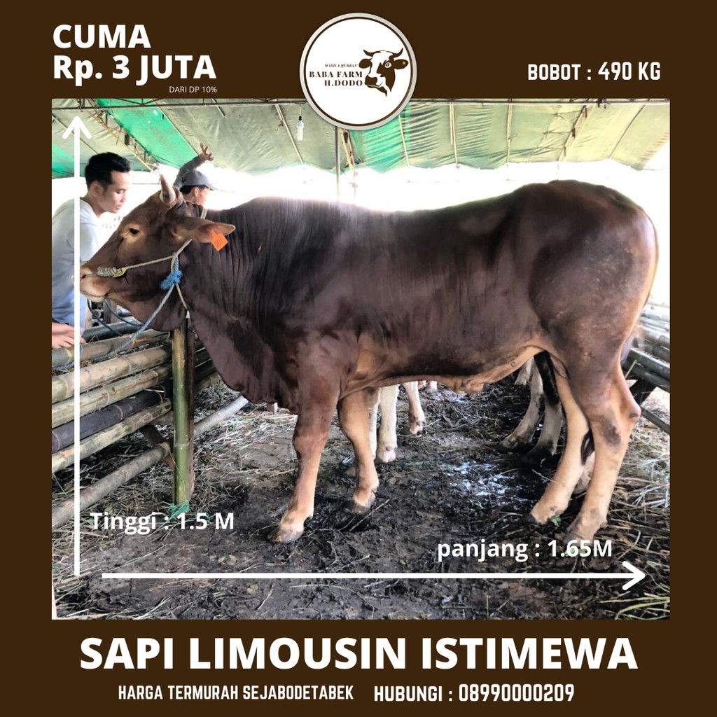 Jual Sapi Limousin Kg Shopee Indonesia