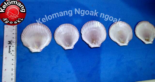 Jual Cangkang Kerang Kipas Merah Tipis | Shopee Indonesia