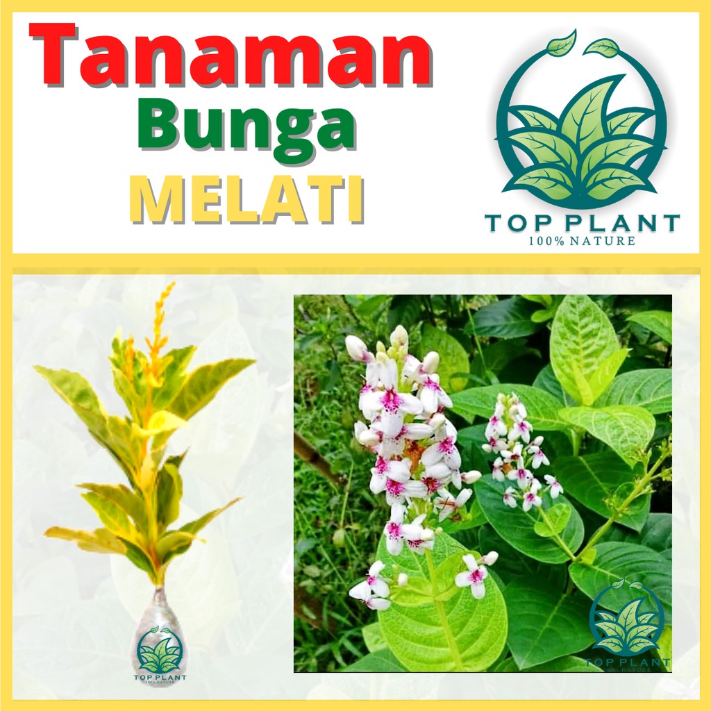 Jual Tanaman Melati Jepang Variegata Pseuderanthemum Reticulatum