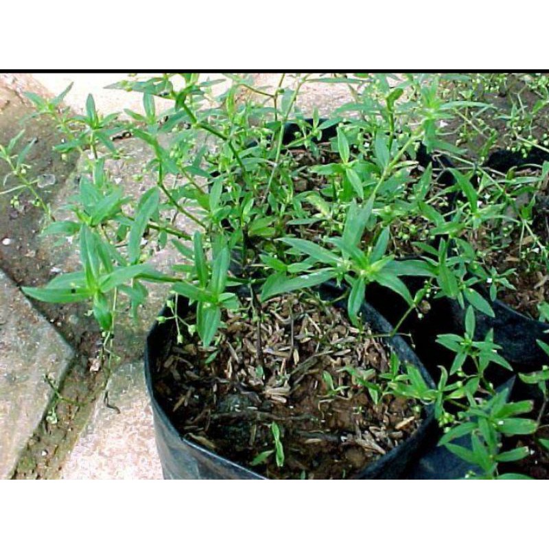 Jual rumput mutiara | Shopee Indonesia