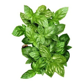 Jual Biji Benih Bibit Tanaman Sayuran Italian Large Leaf Basil Unggul ...