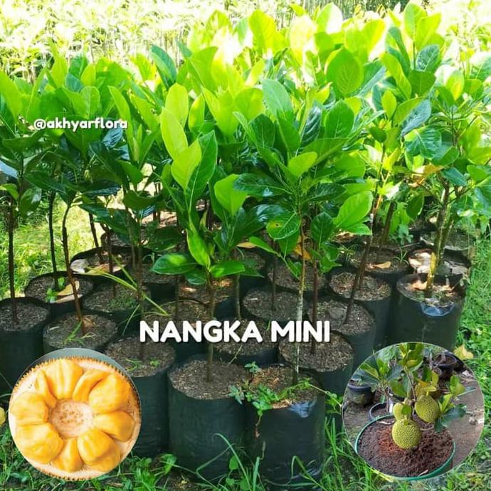 Jual Bibit Nangka Mini Tanaman Buah Nangka Mini Pohon Nangka Mini