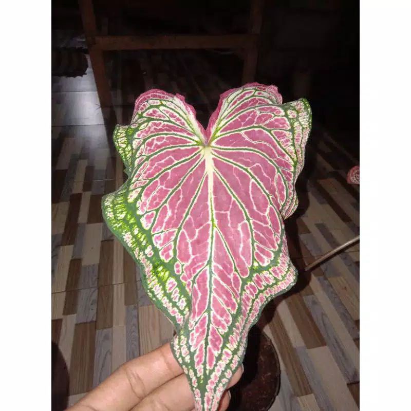 Jual Tanaman hias caladium wayang ukuran besar | Shopee Indonesia