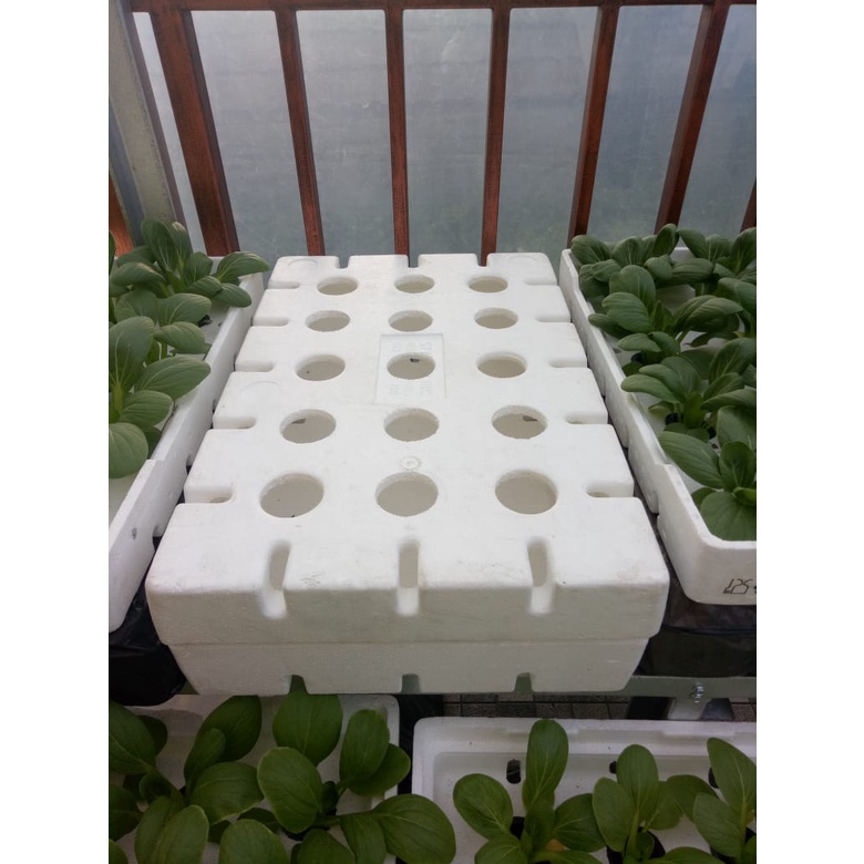 Jual Sterofoam Box Anggur Media Tanam Hidroponik Tanpa Alas Shopee