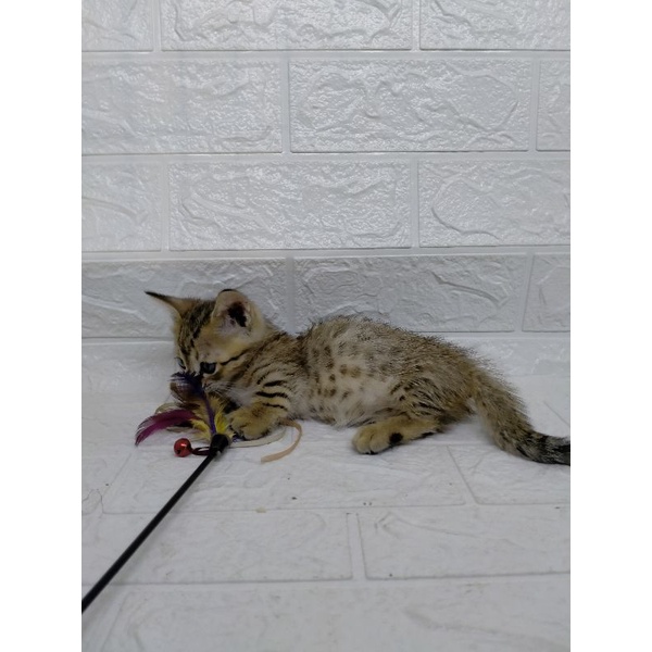 Jual kucing munchkin genetta jantan | Shopee Indonesia