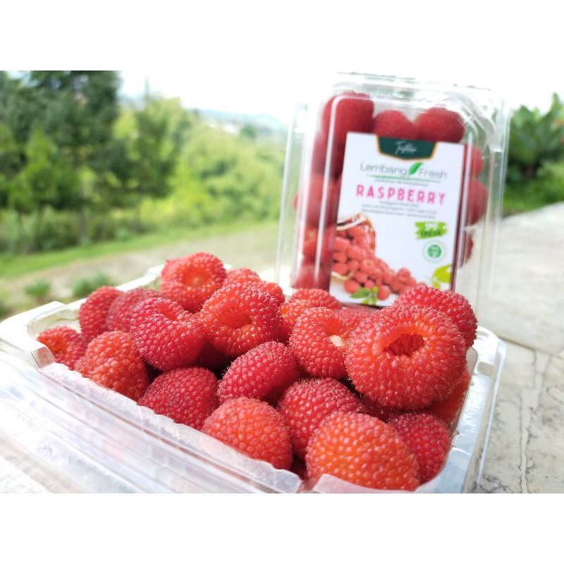 Jual Buah Segar Raspberry | Rasberi | Red Berries Fresh langsung petik ...