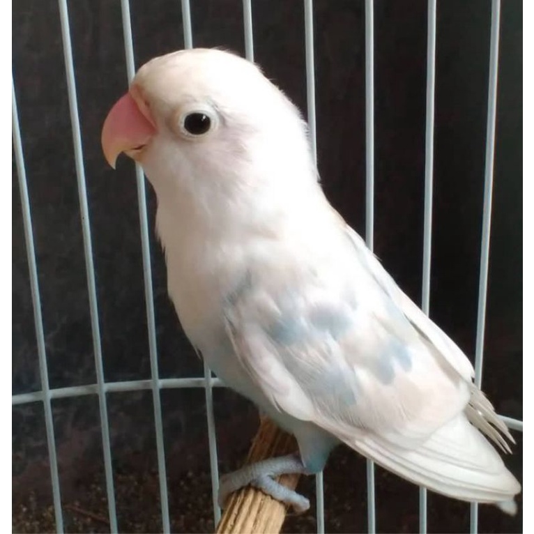 Jual LOVEBIRD PASTEL PUTIH (PASPUT) | Shopee Indonesia