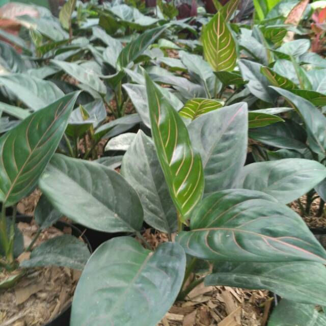 Jual aglaonema rotundum - bibit aglonema - aglonema - aglaonema ...